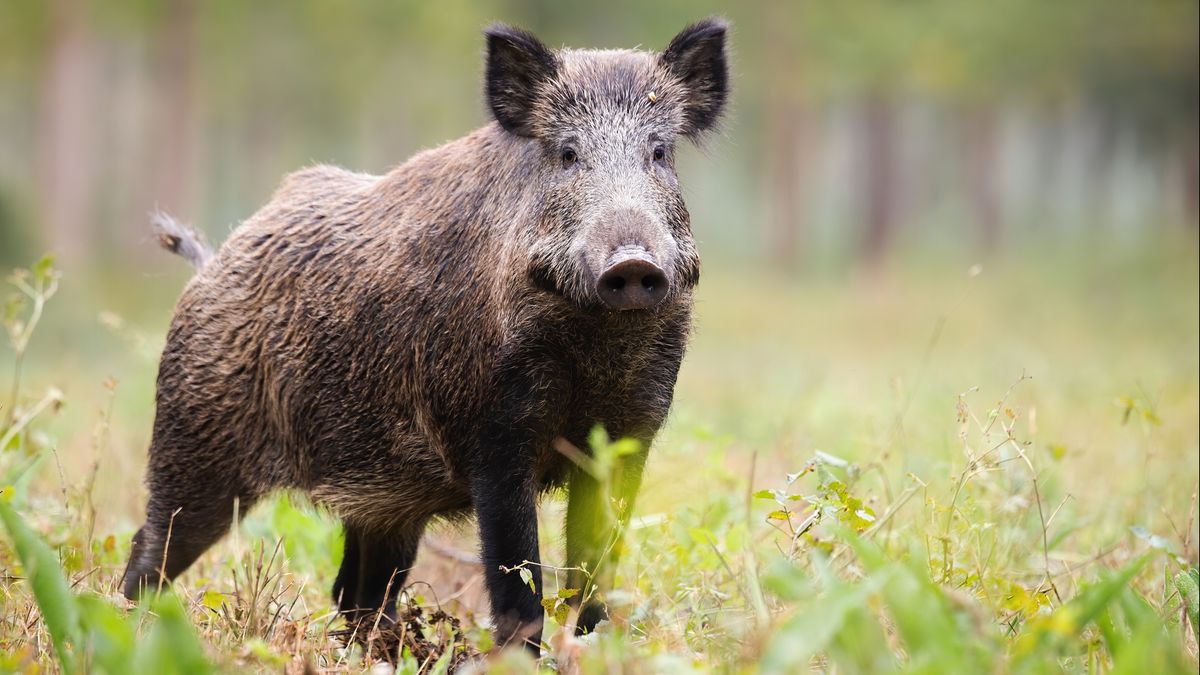 Limburg betaalt steeds meer voor schade door wilde dieren
