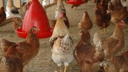 Gemeenten: 'Rijk moet schade kippenboeren door fipronil alsnog vergoeden'