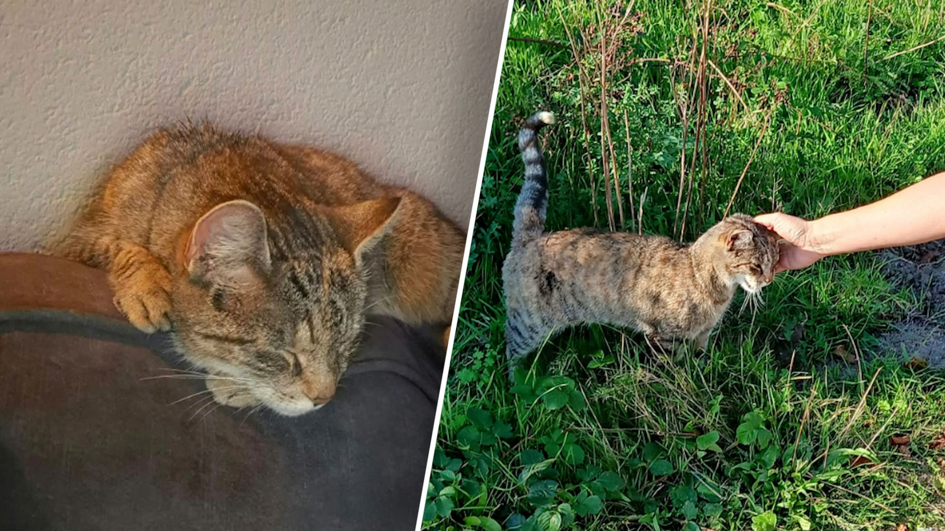 Foto: Vermiste kat Misty na vier maanden teruggevonden dankzij opmerkelijk lokmiddel