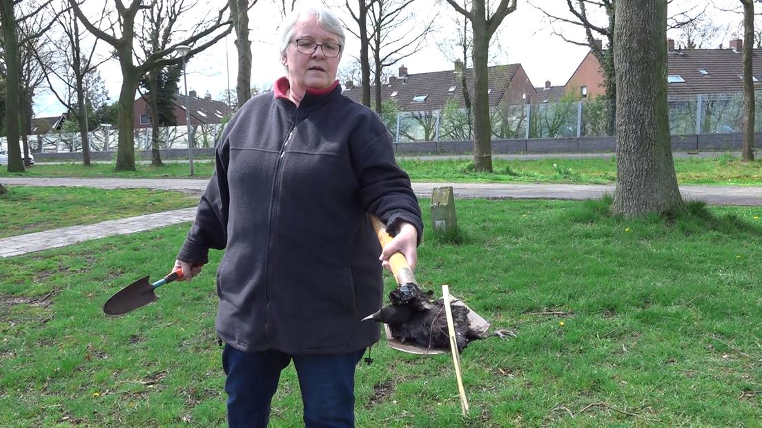 Ina Veldman ruimt vogels op die uit de nesten gewaaid zijn