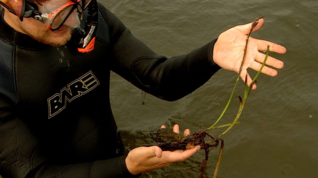 Rens Cronau met aangeplant zeegras in de Grevelingen.