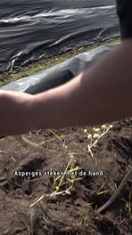Asperges steken met machine