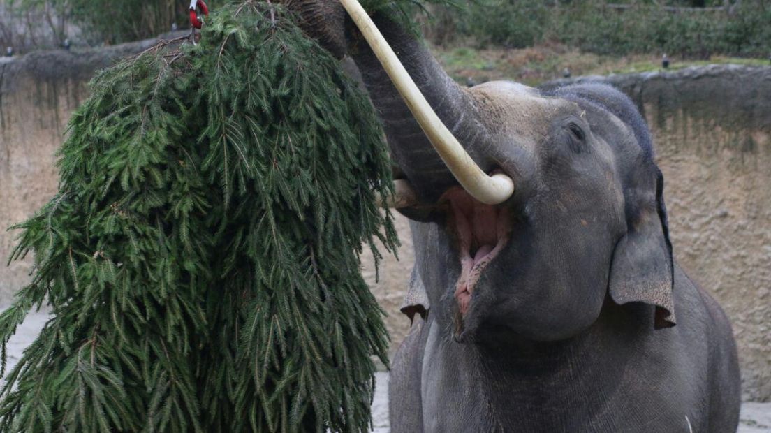 De olifanten genieten van de kerstbomen (Rechten: Wiedse Veenstra/RTV Drenthe)