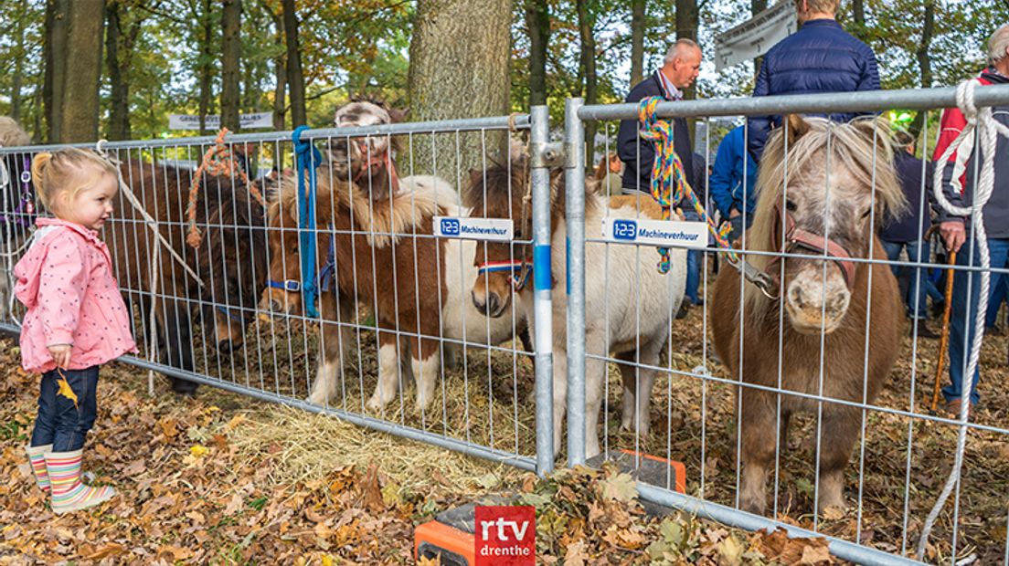 Bezoekers nemen een kijkje bij paarden en pony's (Rechten: RTV Drenthe / Kim Stellingwerf)
