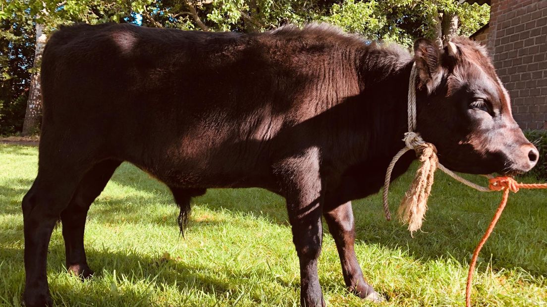 Stierkalfje Dexter ontsnapt twee keer in drie dagen.