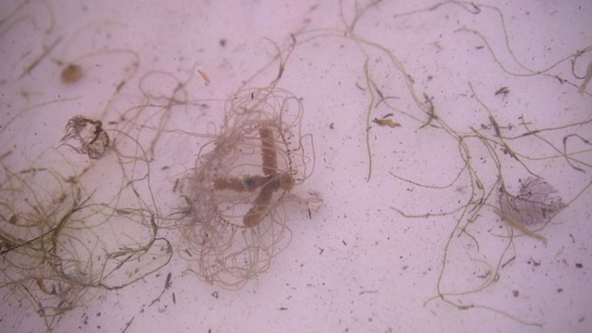 Japanse kruiskwal op meer plekken in Veerse Meer bij Kortgene aangetroffen