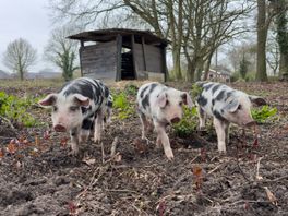 Bestrijding Japanse duizendknoop levert Ekehaar lokaal vlees op: 'Veel plezier van'