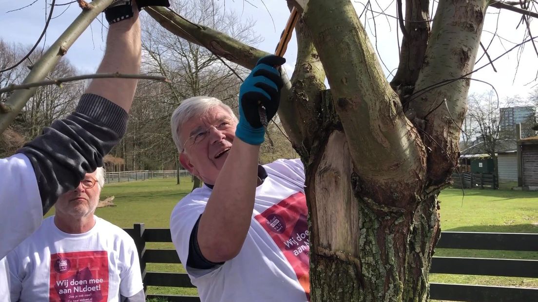 Burgemeester Jan van Zanen helpt bij het 'knotten' van de bomen