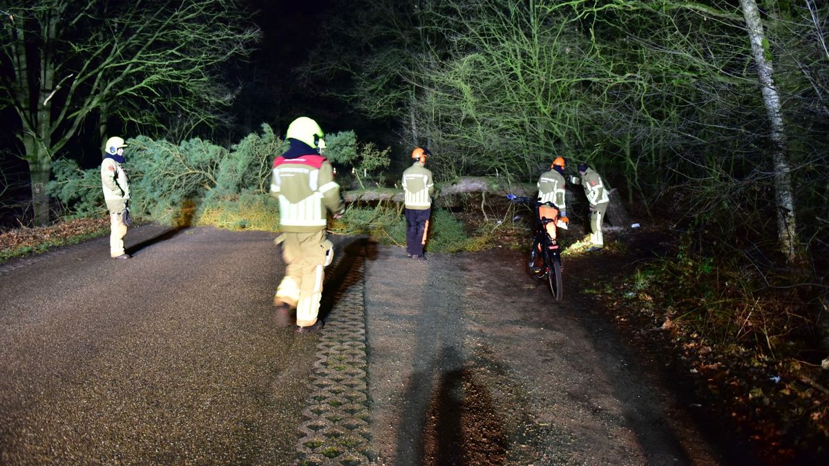 Boom omgezaagd over pikdonkere weg Nederweert