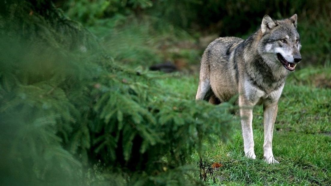 Mensen op het platteland zijn over het algemeen minder enthousiast over de komst van de wolf, dan mensen in de stad. Volgens Bernice Bovenkerk, milieufilosoof en dierethicus aan de Wageningen Universiteit komt dat niet alleen omdat mensen op het platteland meer kans hebben om met de wolf in aanraking te komen.