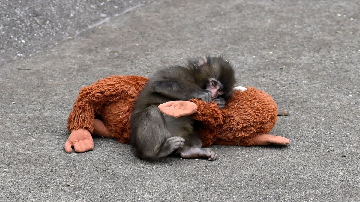 Japans aapje Punch verovert internet: Gelderse dierentuinen herkennen de opvoedmethode