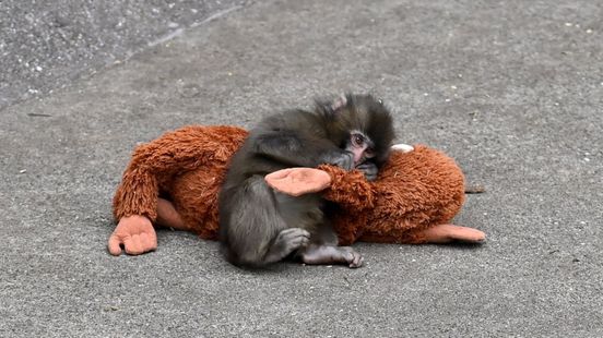 Verstoten aapje Punch klampt zich vast aan knuffel: 'Methode wordt alleen bij hoge uitzondering gebruikt'
