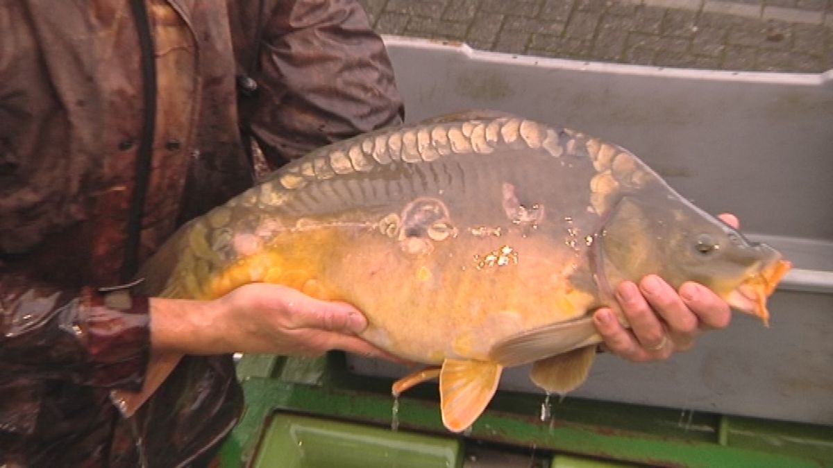 Franse karpers zwemmen in Groningse wateren