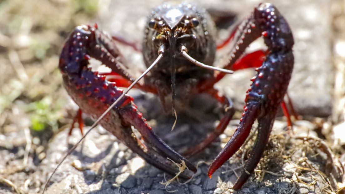 De Amerikaanse rivierkreeft is 'een vrij groot probleem'