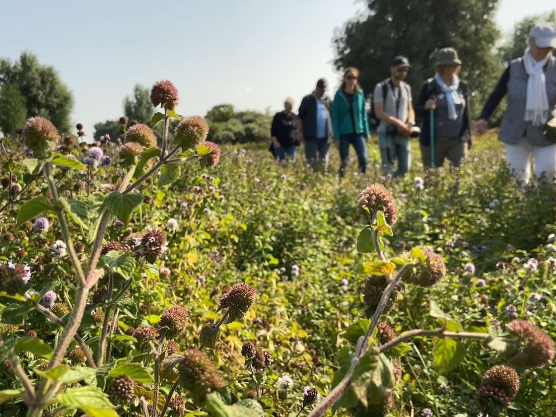 Een groep wandelaars struint door het groen van Landtong