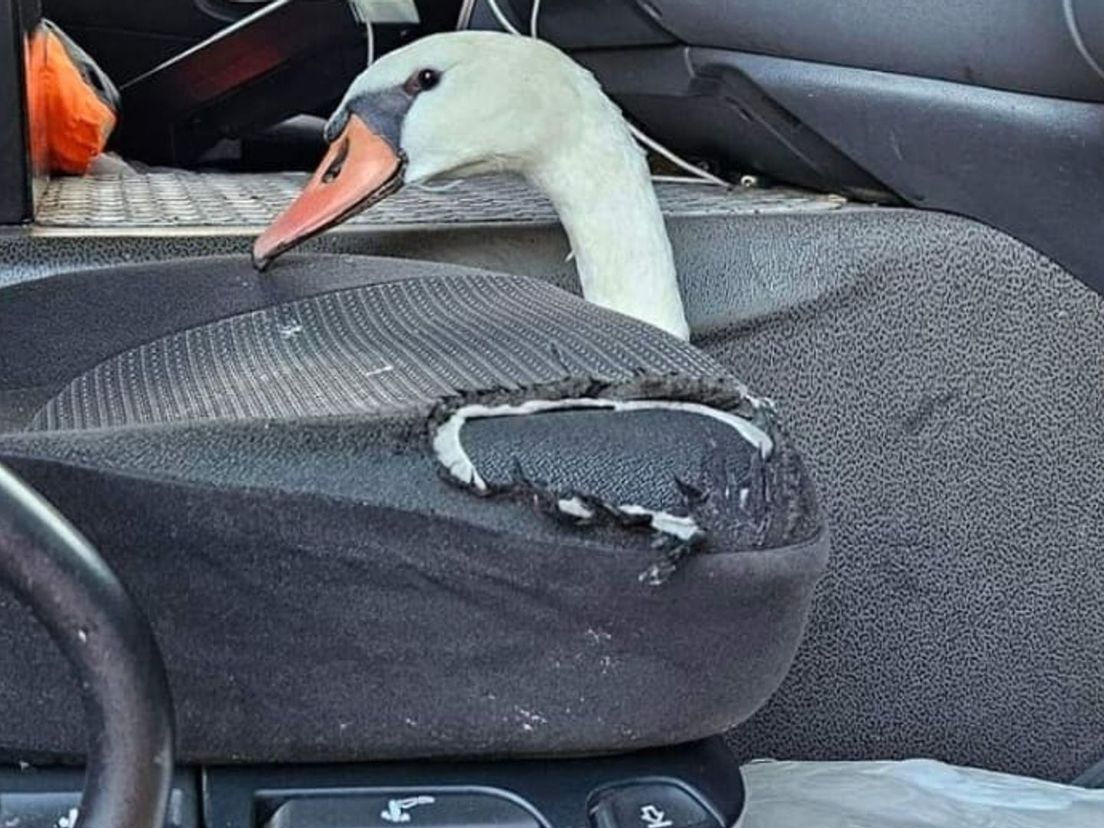 De zwaan ging uiteindelijk met Patrick in de vuilswagen