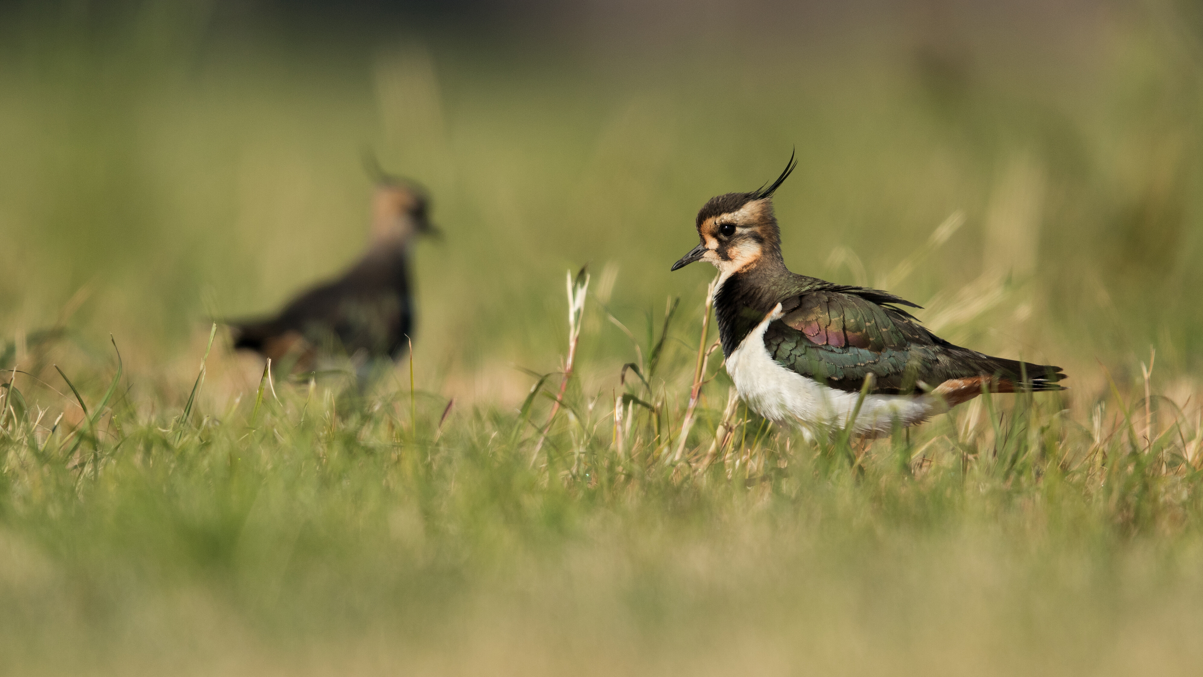 Agrarisch Natuurfonds Fryslân mikt op ferdûbeling greidefûgels by Ljouwert