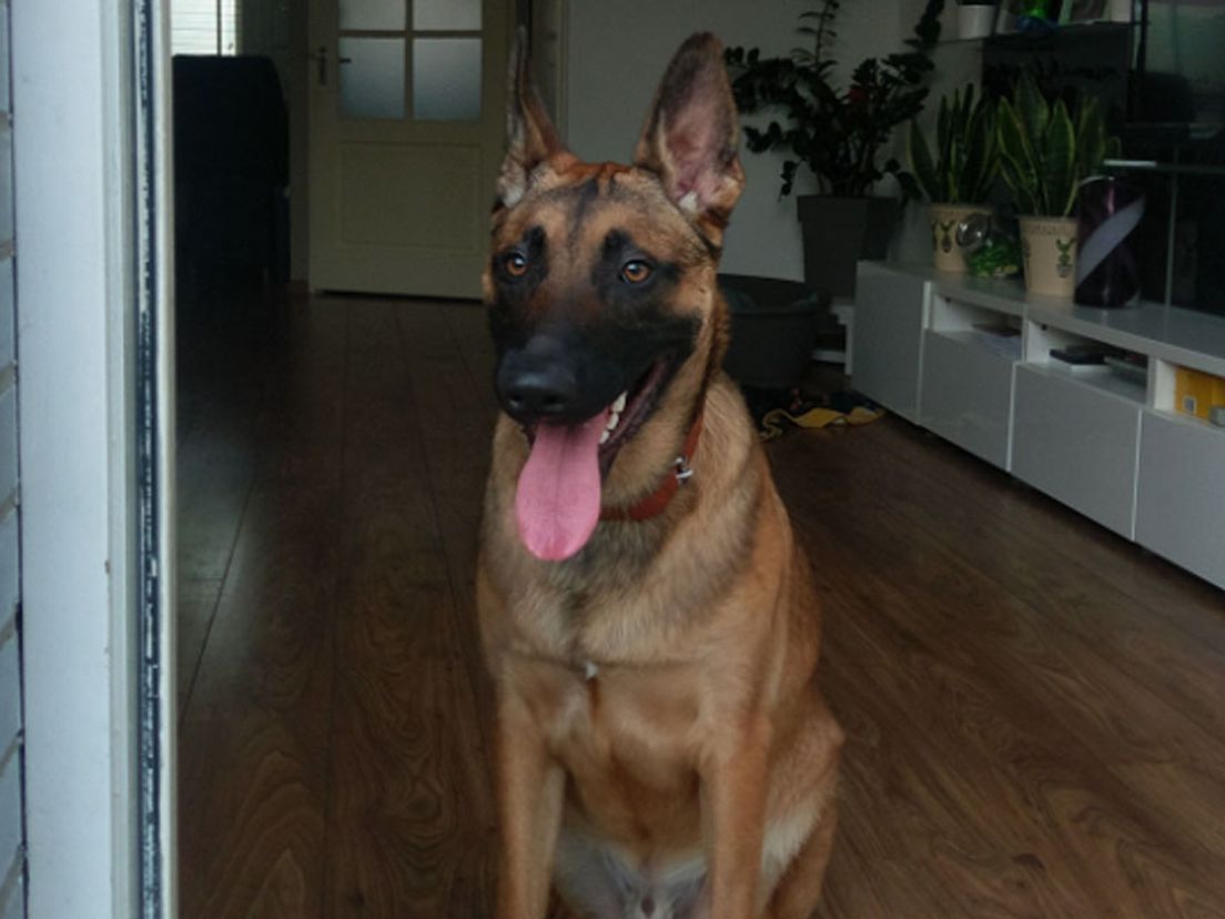 Rex