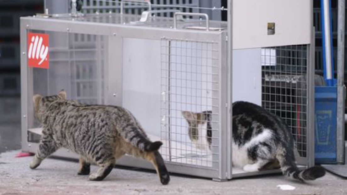 Gezocht: flinke kattenvangers m/v