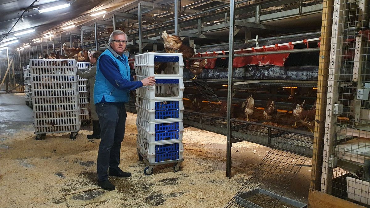 Boer Piet heeft eindelijk weer kippen sinds vogelgriep toesloeg: 'Heb het gekakel gemist'