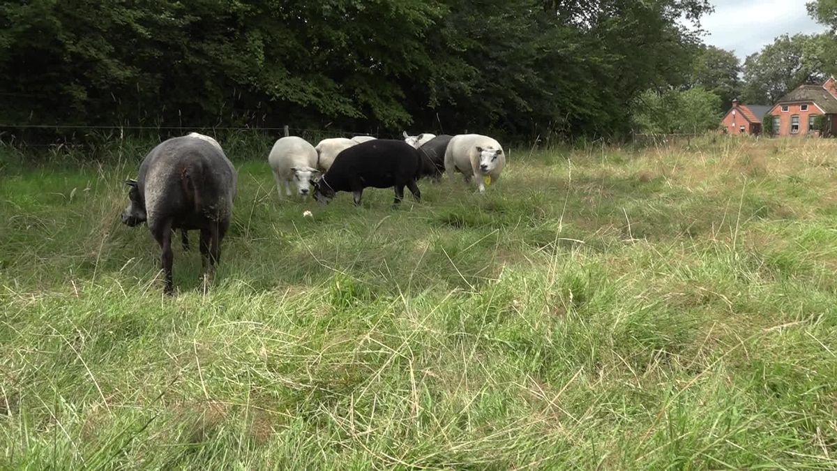 Gevaccineerd schaap in Eursinge kreeg blauwtong, maar overleefde het