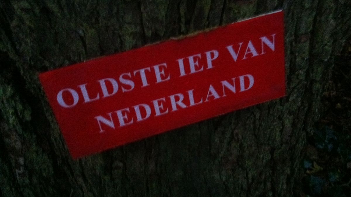160-jaar oude iep in Vledder gekortwiekt