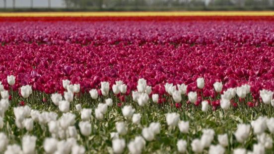 Gratis genieten van een bloemenzee: tulpenvelden op hun mooist Home
