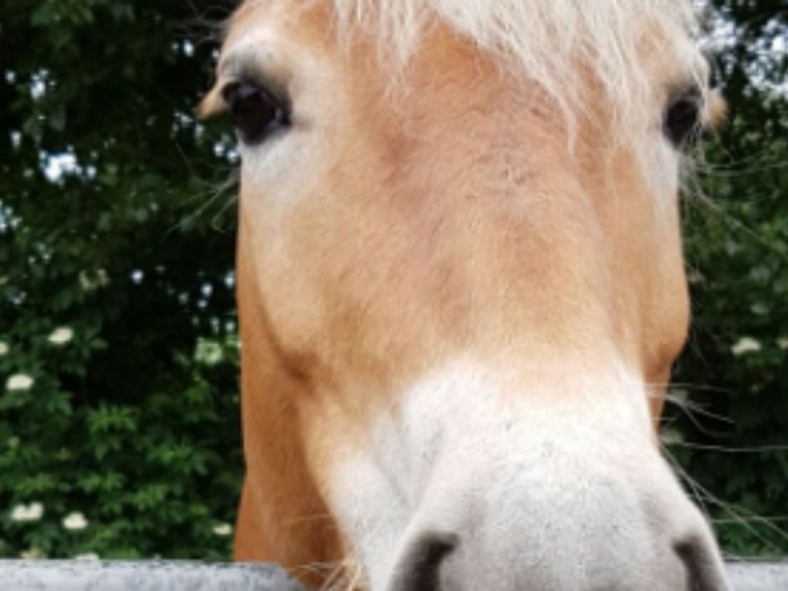 Agenten in Dordrecht proberen losgebroken paard te vangen