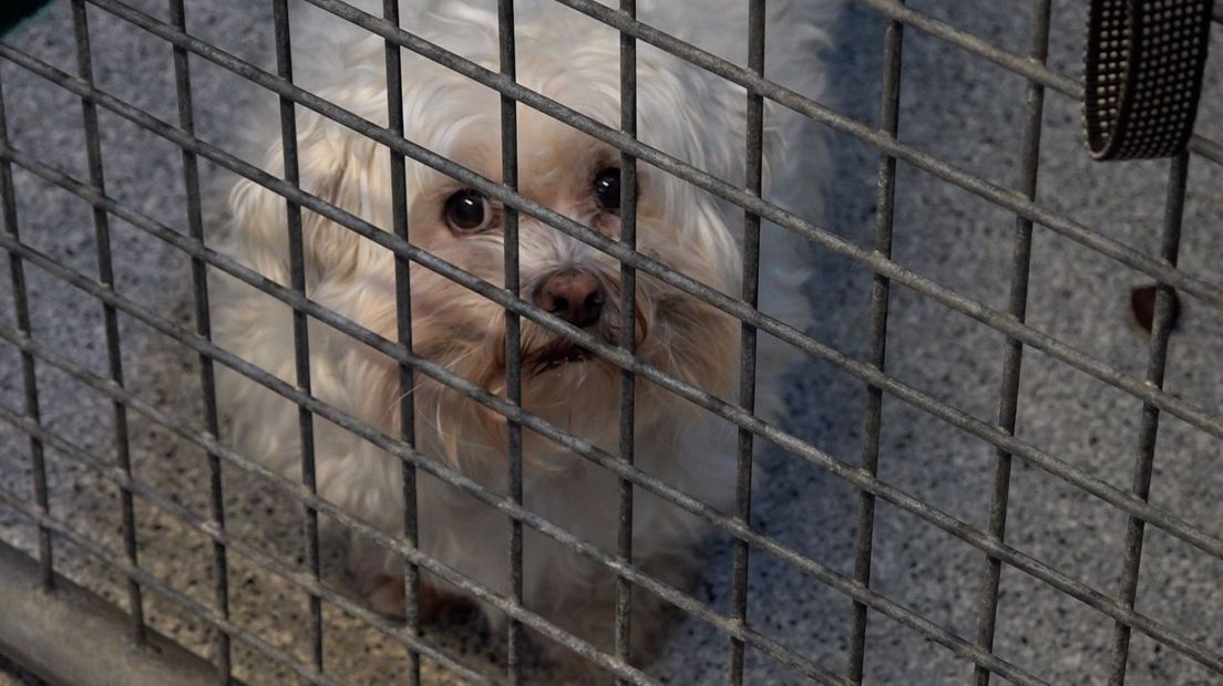 Sluiting dierenasiel dreigt.