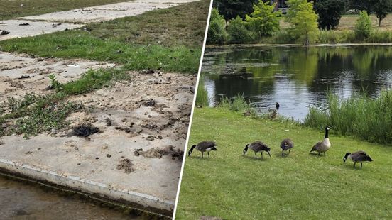 Foto: Ganzen poepen heel park onder: 'Puppy moest overgeven'