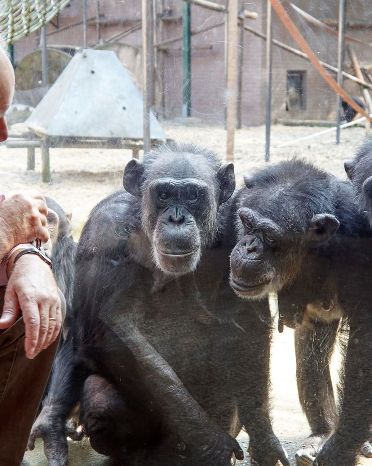 Zoogdieren mensapen InfoNu Dier en Natuur