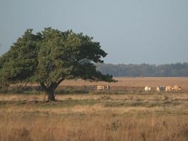 Wisselende reacties in Drenthe op stikstofplannen