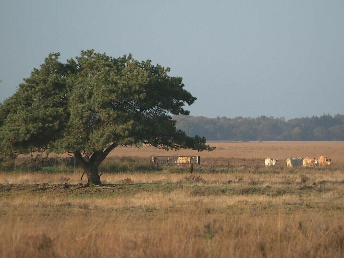 Wisselende reacties in Drenthe op stikstofplannen