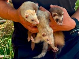 Rattenvanger van Eerste Exloërmond gebruikt geen fluit maar fretten
