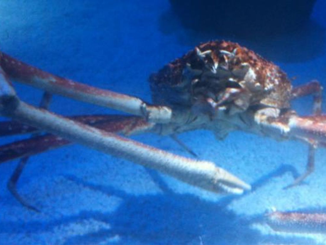 reuzenkrab