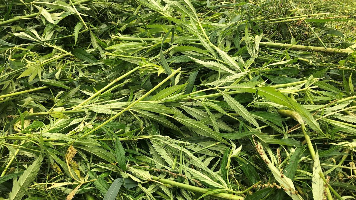 Deze Friese hennep is niet voor consumptie