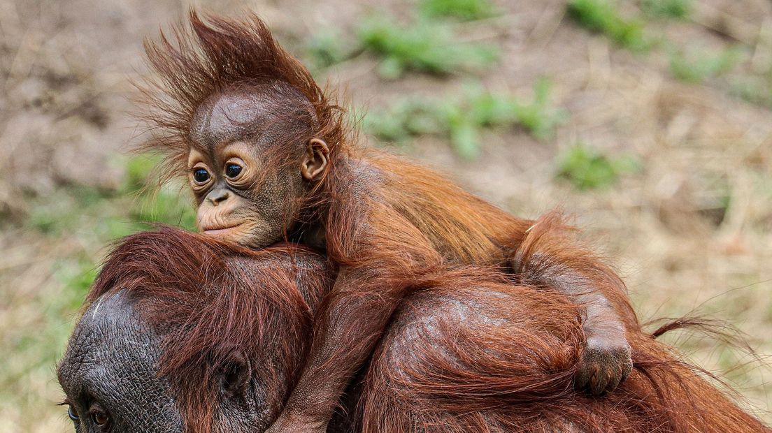 Orang-oetan geboren in Ouwehands Dierenpark