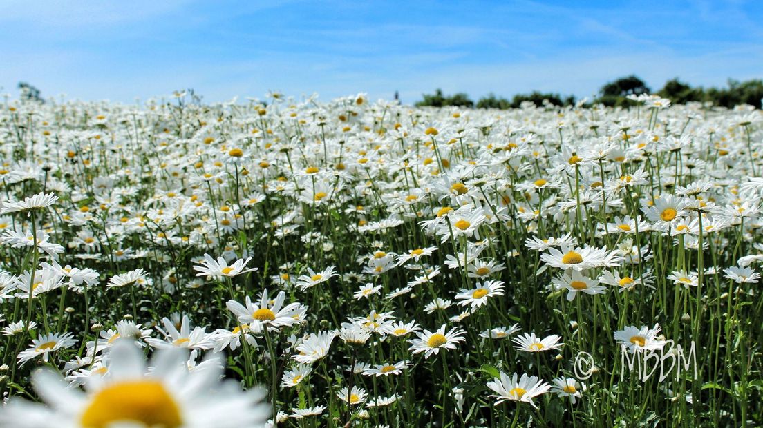 Bloemenzee langs de Schoutsweg in Poppekerke