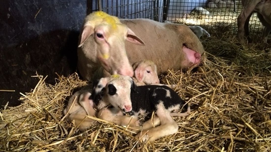 Bont lammetje geboren op moederdag (video)