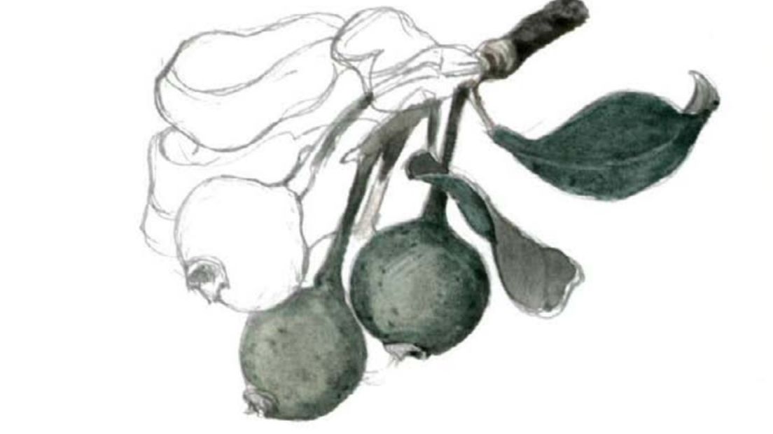 Illustratie van de keutelpeer (Rechten: illustratie uit  een boek van Nagy-Tóth Ferenc)