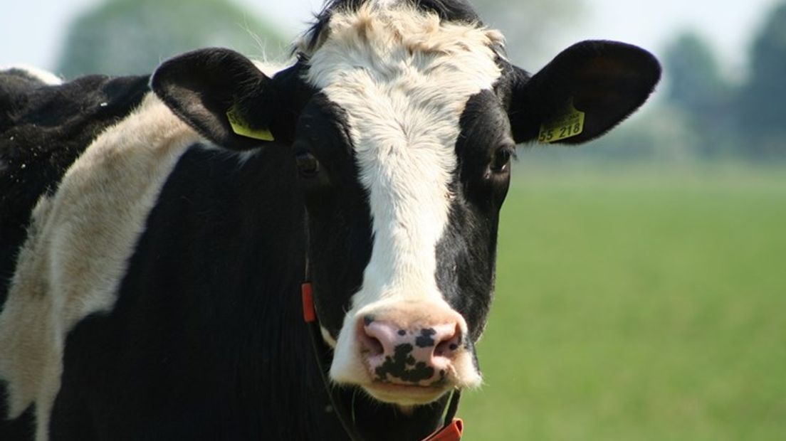 Wanneer een koe insecten eet, kan dat de stikstofuitstoot verminderen.