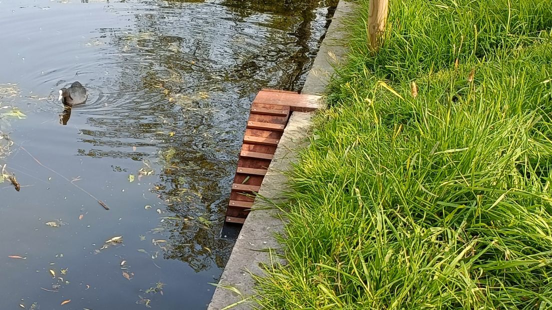 Deze trap helpt de kuikens in en uit het water