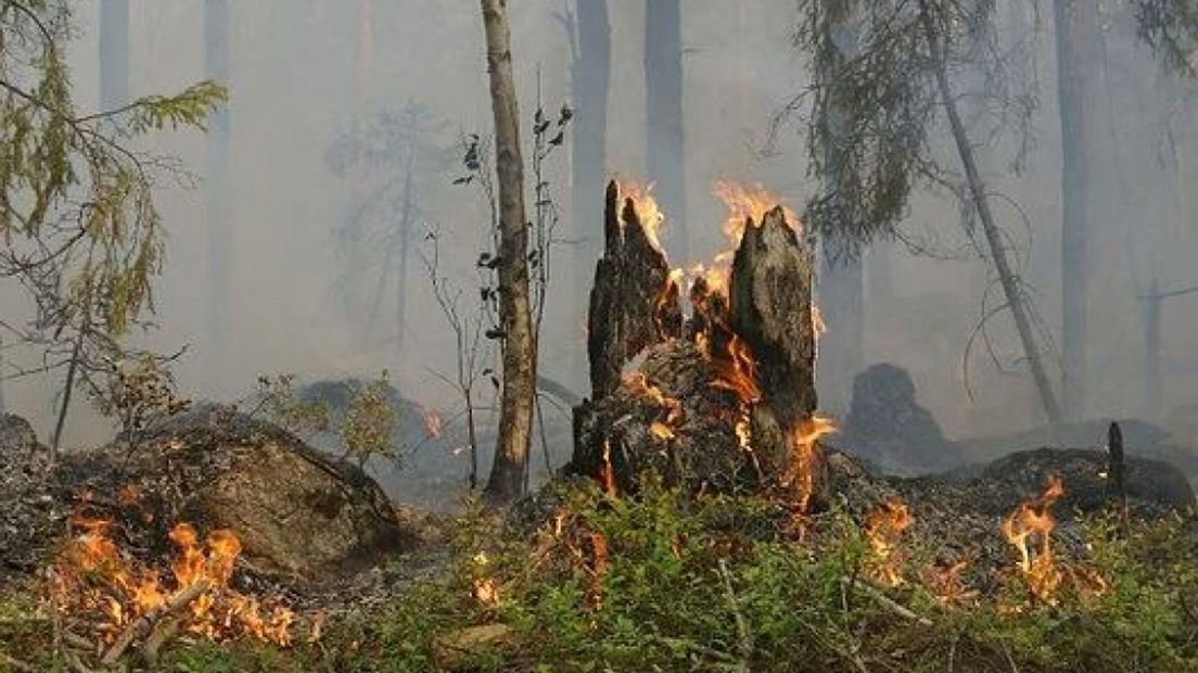 'Meer branden in bosrijke gemeenten door klimaatverandering'