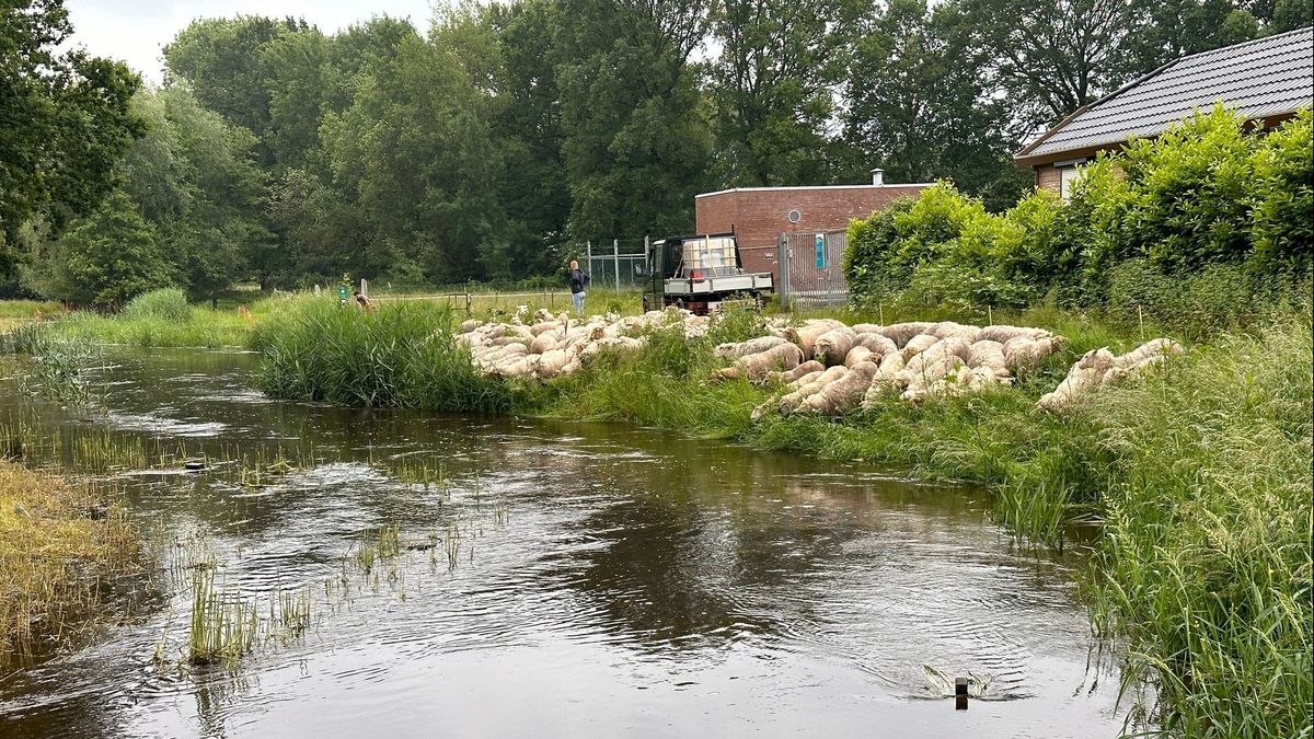Beekwater stijgt, schapen in Roggel worden verplaatst