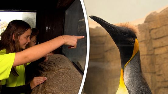 Pinguïn in Blijdorp vernoemd naar overleden leraar