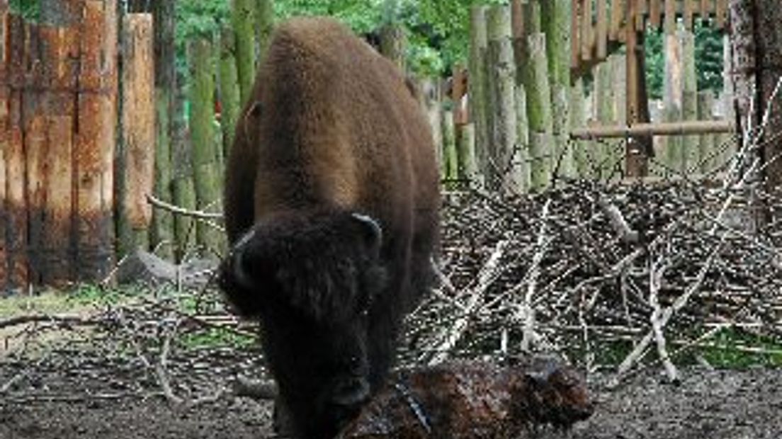 De pasgeboren bizon