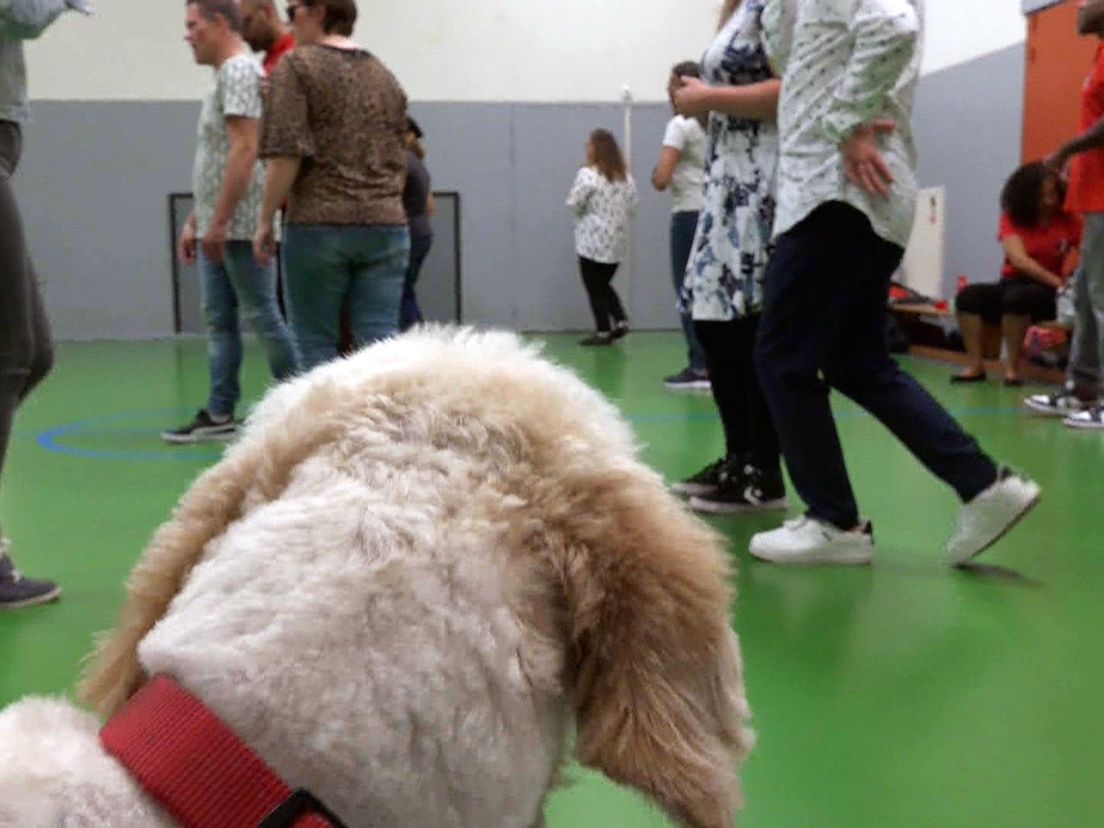Blindengeleidehond mag mee de dansvloer op