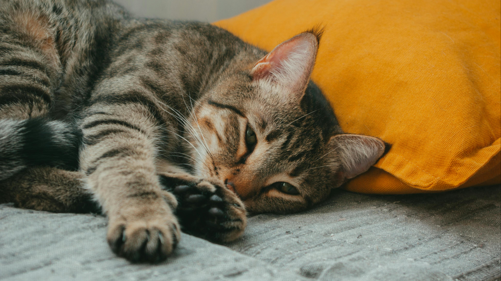 Dierenambulance waarschuwt met foto van dode katten voor aanrijdingen.