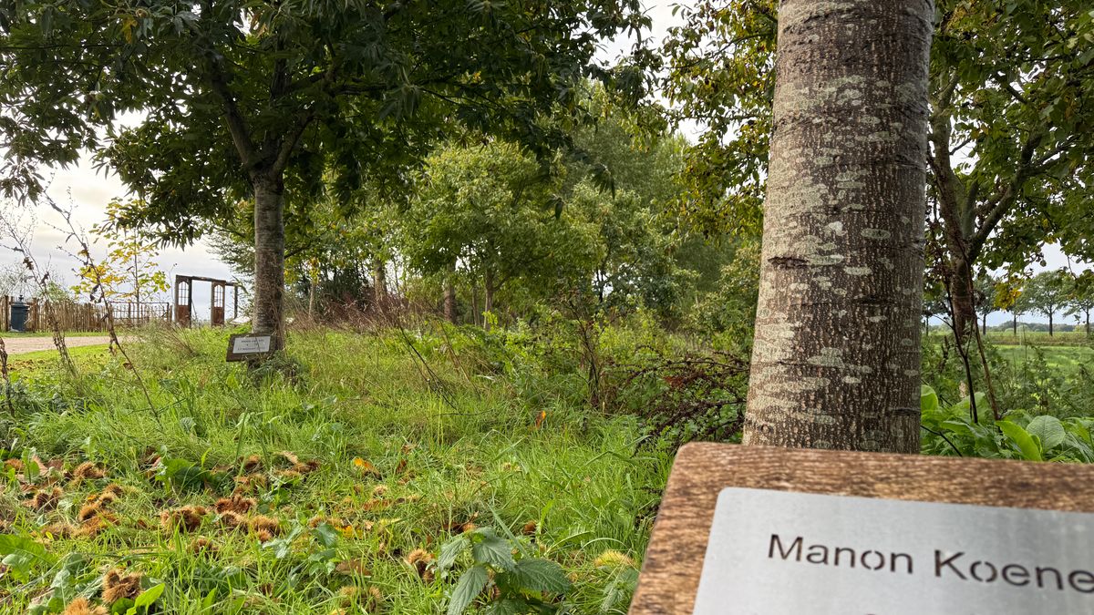 Geboortegolf in Bergen zorgt voor tekort aan geboortebomen