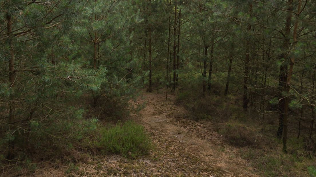 Bos Hoogengraven bij Ommen wordt misschien natuurbegraafplaats